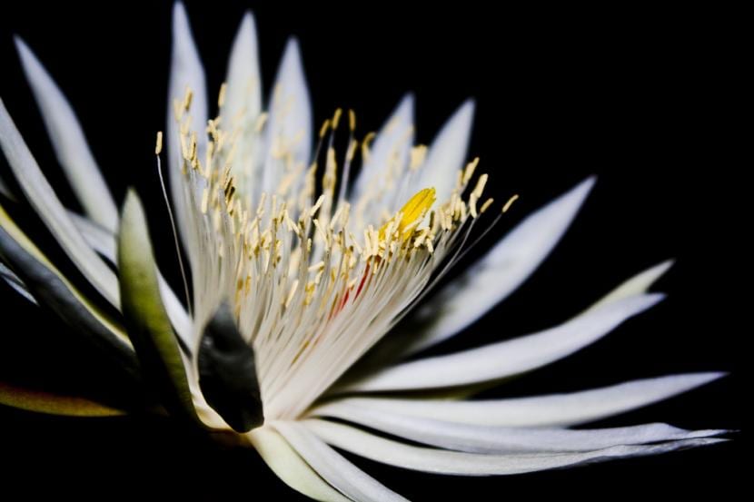 Flor abierta de dama de noche, Epiphyllum oxypetalum