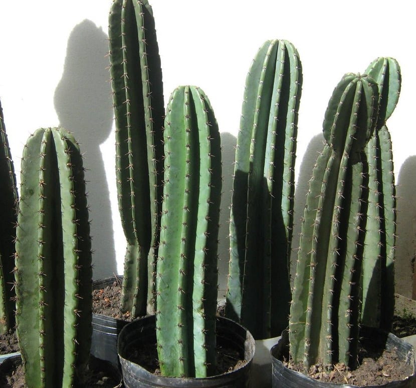 Detalle de las espinas y la epidermis de un cactus