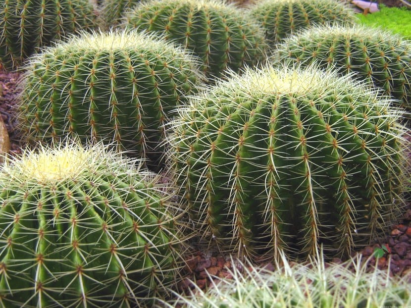 Cactus globosos cultivados en maceta al sol