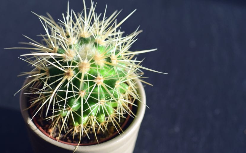 Cactus cultivado en maceta con sustrato mineral