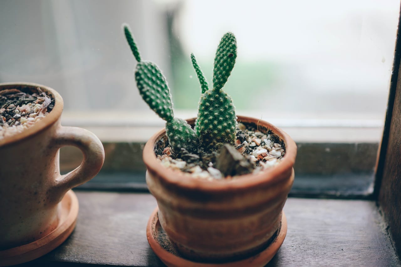 Cómo elegir la maceta correcta para cada tipo de cactus