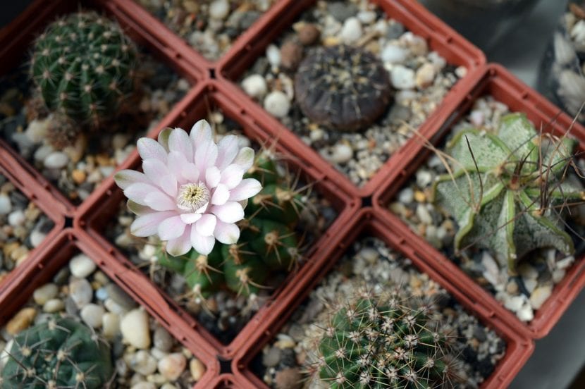 Colección de cactus en macetas alineadas