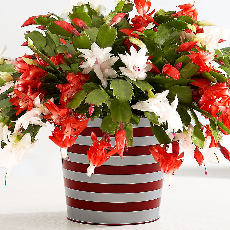 COMO HACER FLORECER UN CACTUS DE NAVIDAD