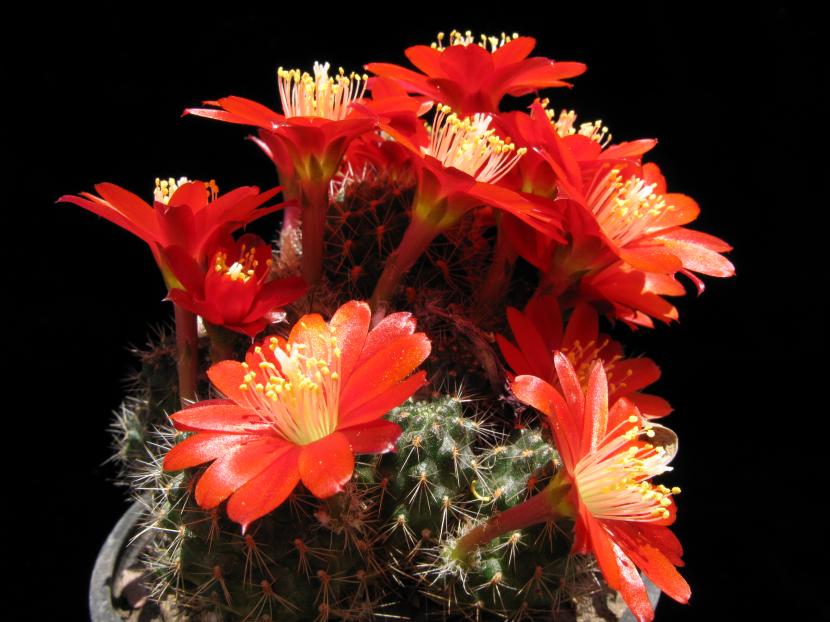 Cactus Rebutia nigricans en flor