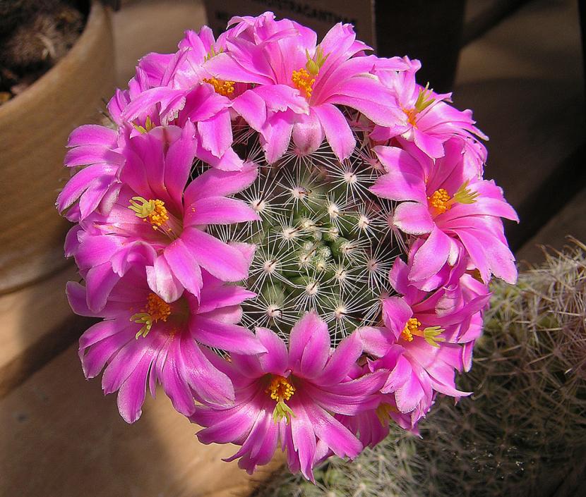 Cómo hacer florecer un cactus: reposo, luz y abonado