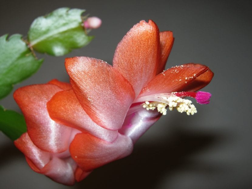 Flor abierta de cactus de Navidad