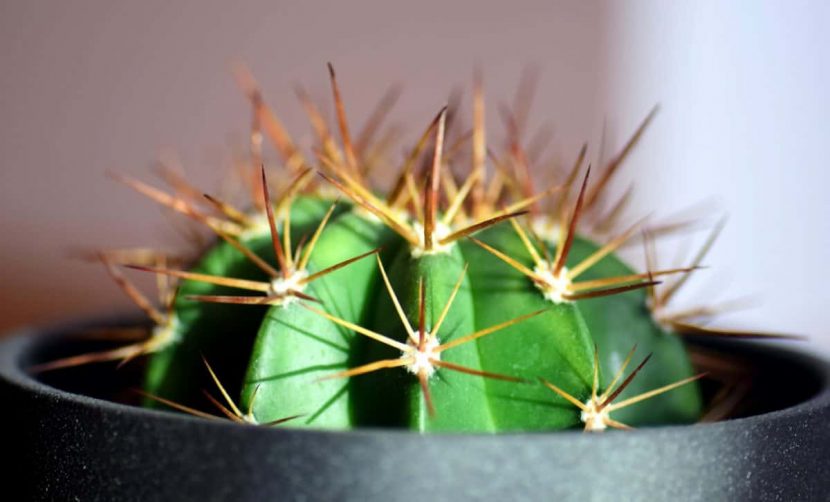 Cactus en maceta bien establecido