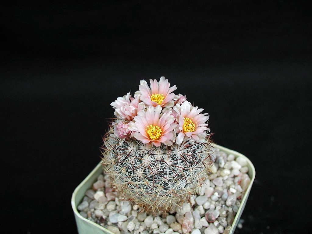 Cómo hacer que los cactus crezcan más rápido