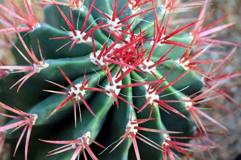 Ferocactus con costillas marcadas y espinas fuertes