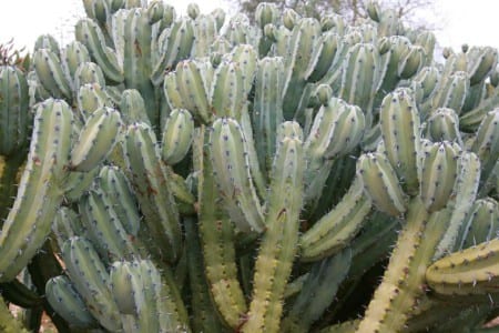 Tallos azulados de Myrtillocactus geometrizans, uno de los mejores patrones para injertar cactus