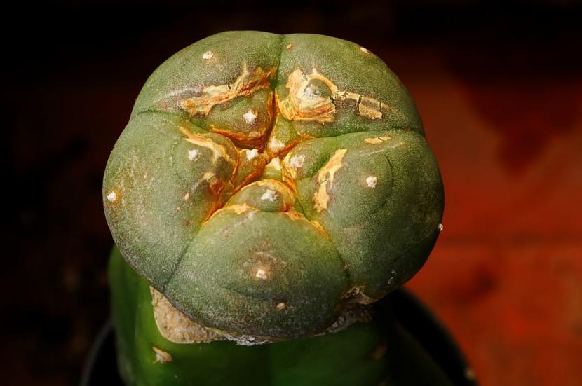 Cómo injertar cactus paso a paso: patrón, corte y cuidados