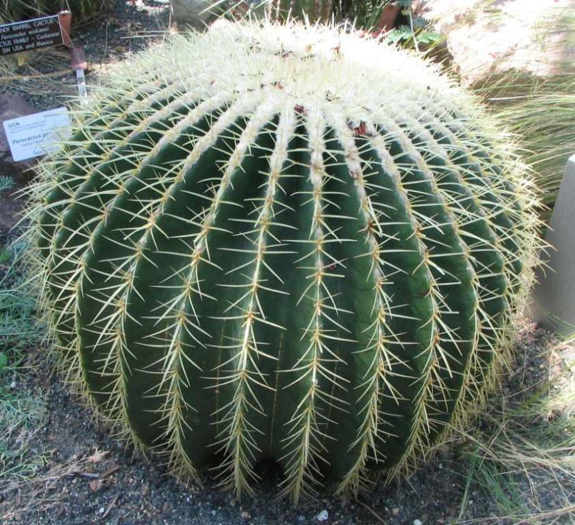 Echinocactus grusonii, cactus globoso de sol pleno