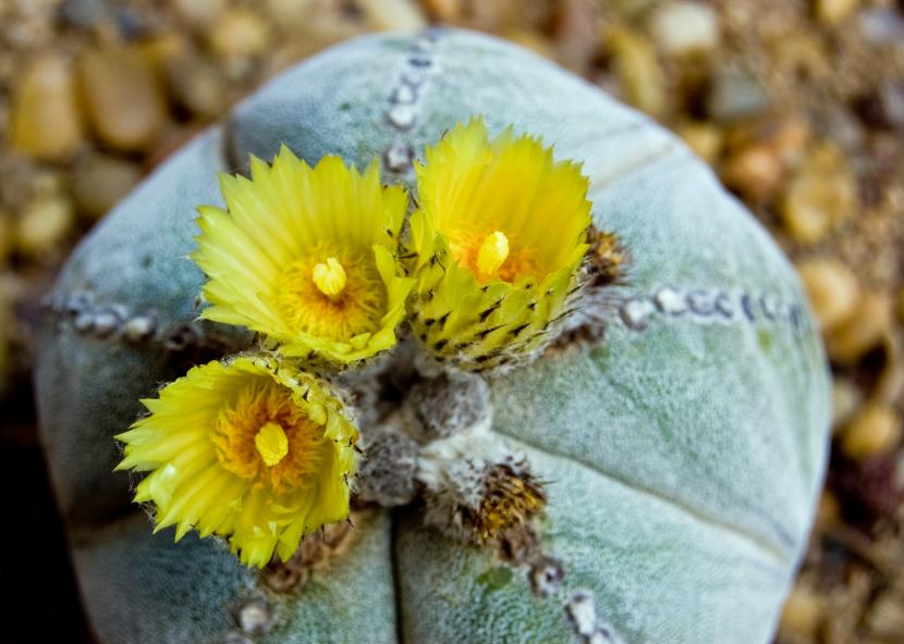 Astrophytum, cactus de raíz sensible al exceso de agua