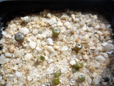 Semillero de Lithops con plántulas jóvenes