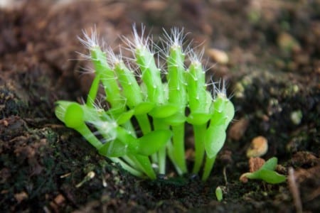 Semillas de cactus germinando en superficie