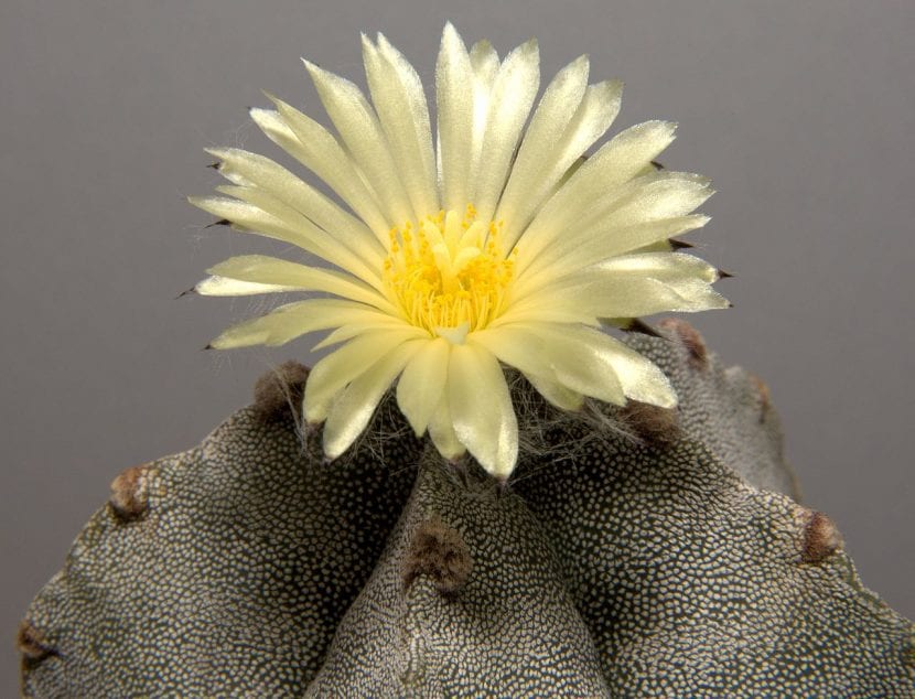 Astrophytum myriostigma, el cactus bonete, visto de cerca
