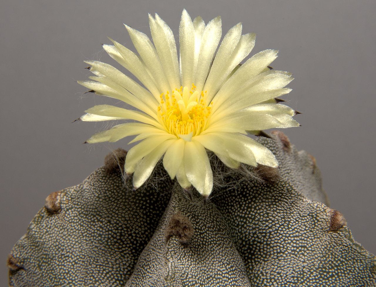 Cactus bonete: cuidados de Astrophytum myriostigma