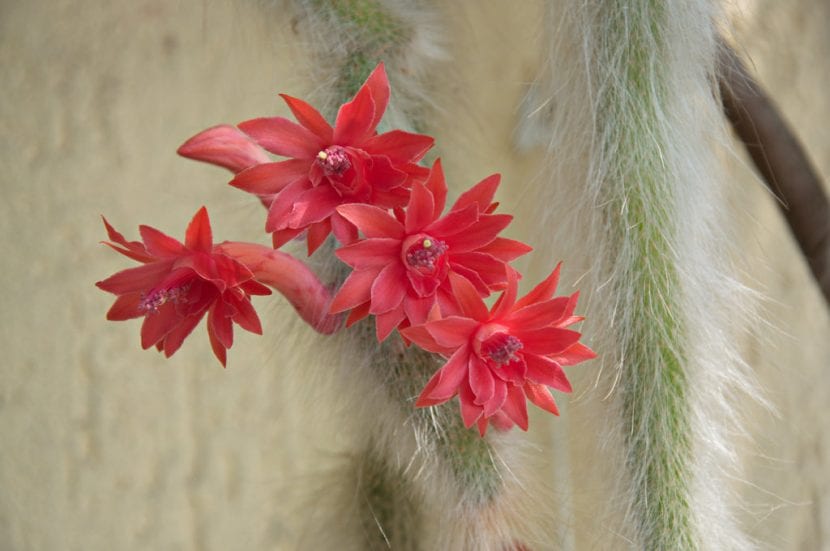 Tallos colgantes del cactus cola de mono cubiertos de pelos blancos