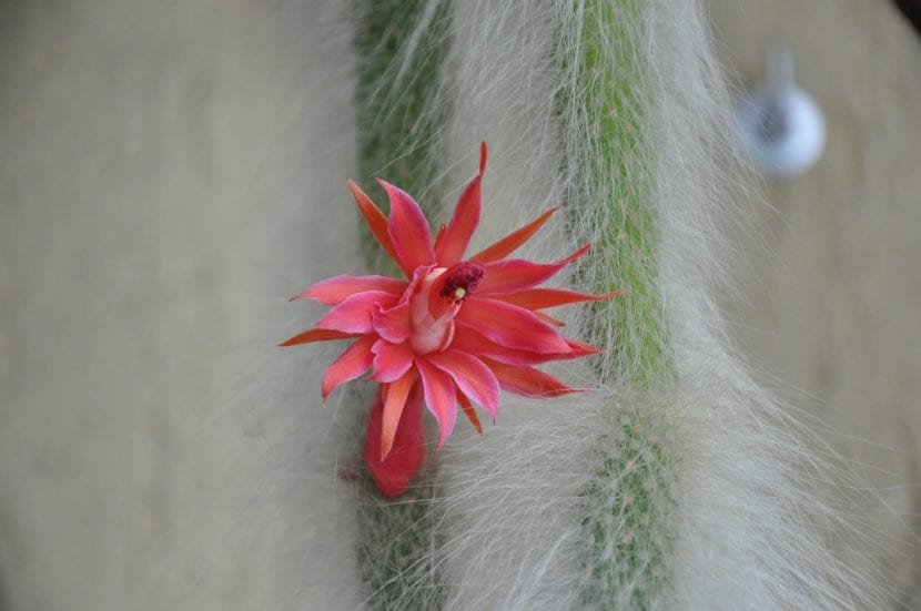Cactus cola de mono con sus flores rojas tubulares abiertas