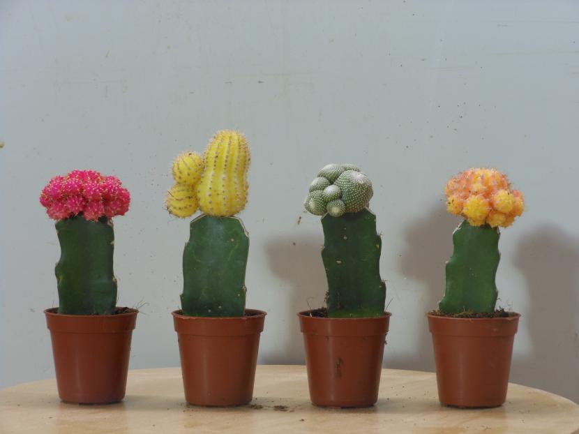 Cactus de distintas especies cultivados en macetas
