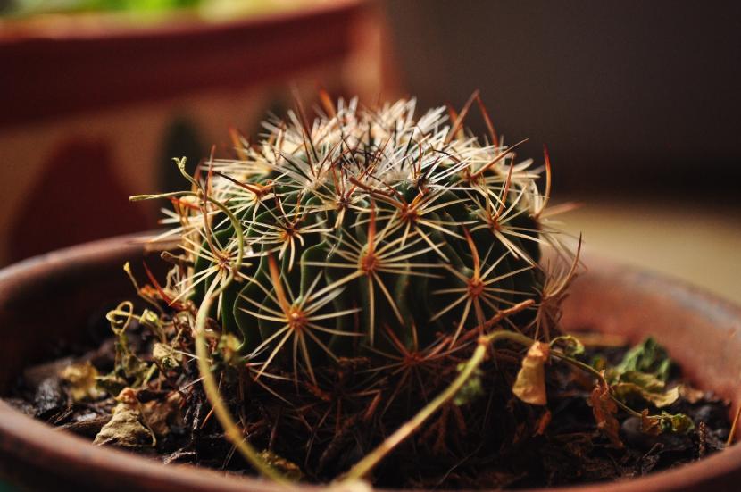 Ejemplar de Coryphantha con espinación densa