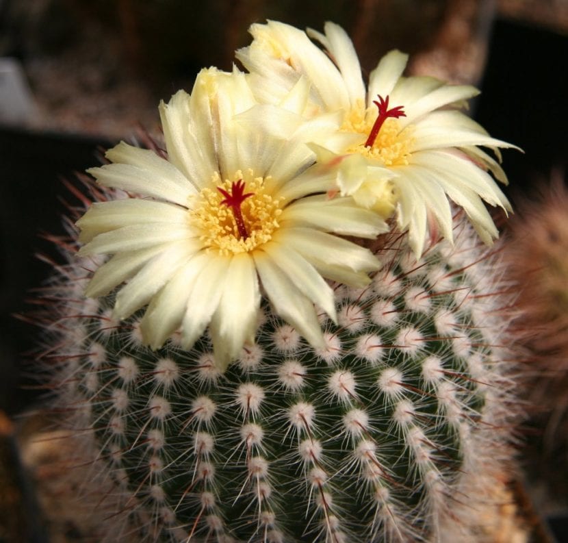 Notocactus scopa, hoy Parodia scopa, con sus espinas blancas