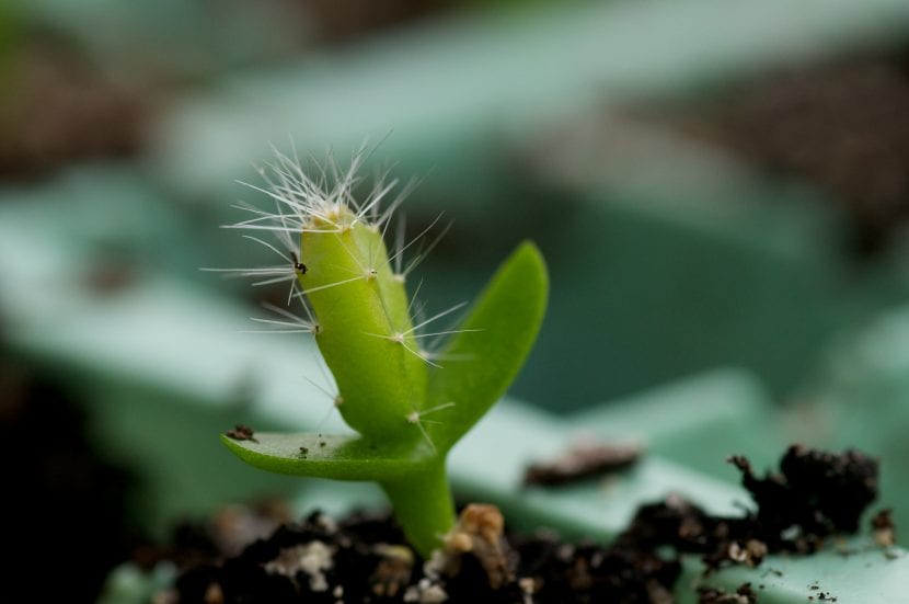 Pitaya abierta mostrando la pulpa con semillas negras