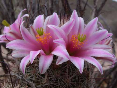 Por qué tu cactus no florece y cómo conseguirlo