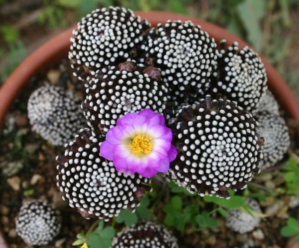 Cactus del género Mammillaria en plena floración