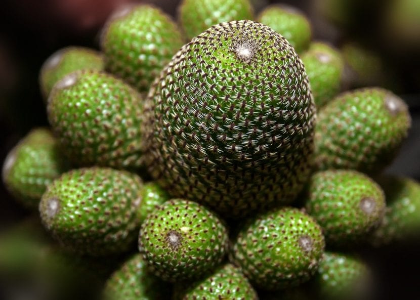 Ejemplares de cactus en un vivero durante la temporada de primavera