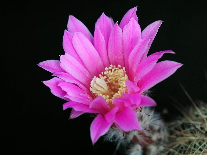 Cactus en flor durante la primavera, momento óptimo para valorar el estado de la planta