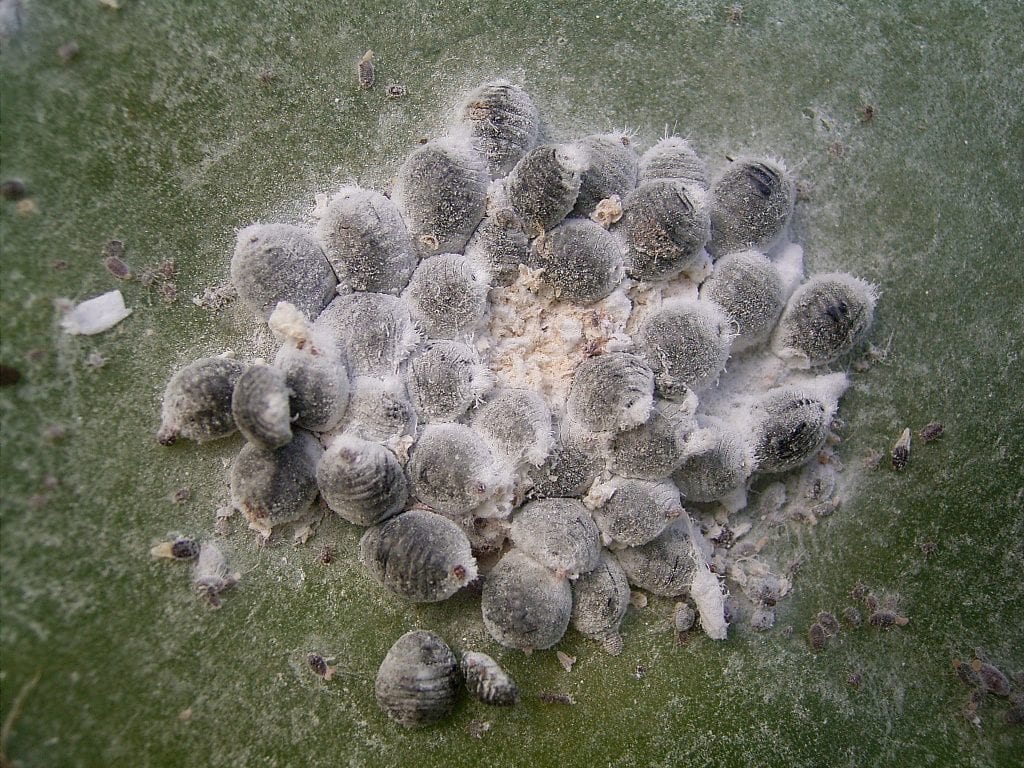 Plagas de cactus: cómo identificarlas y tratarlas