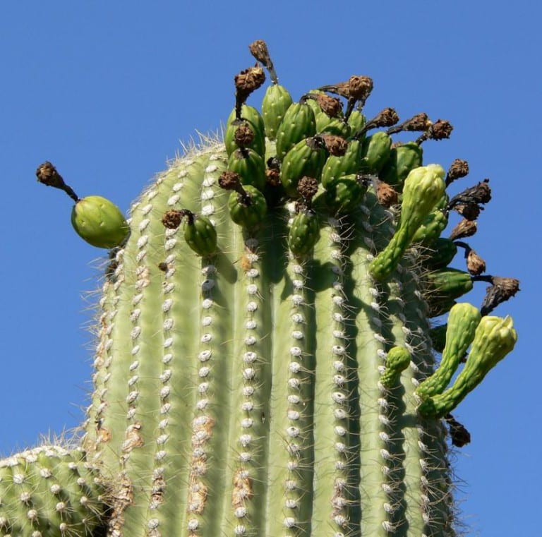 Carnegiea gigantea, el saguaro del desierto de Sonora