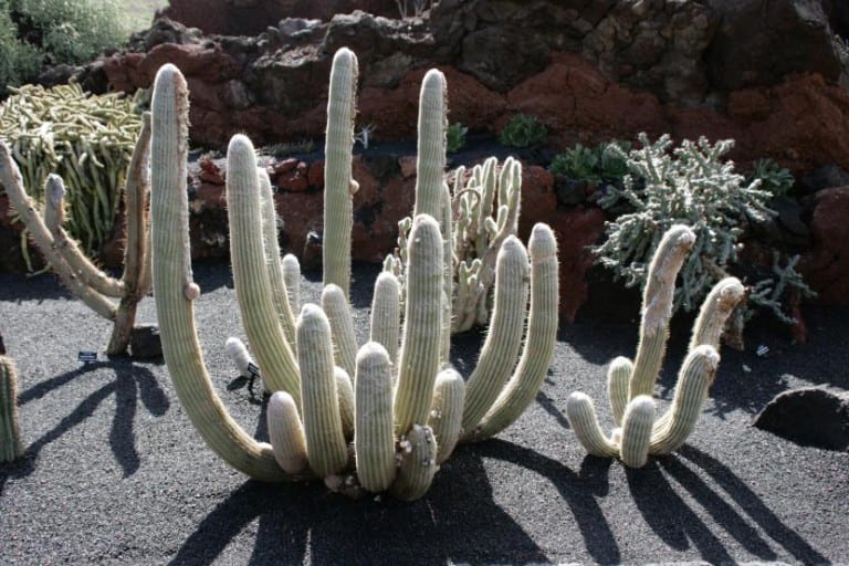 Espostoa melanostele cubierta de lana blanca