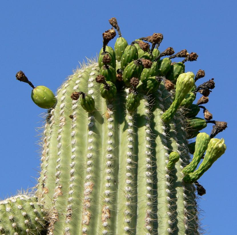 Cactus altos: especies columnares y su cultivo