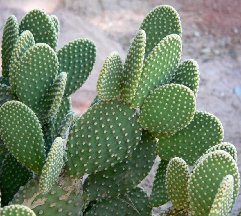 Opuntia microdasys, la chumbera de gloquidios conocida como orejas de conejo