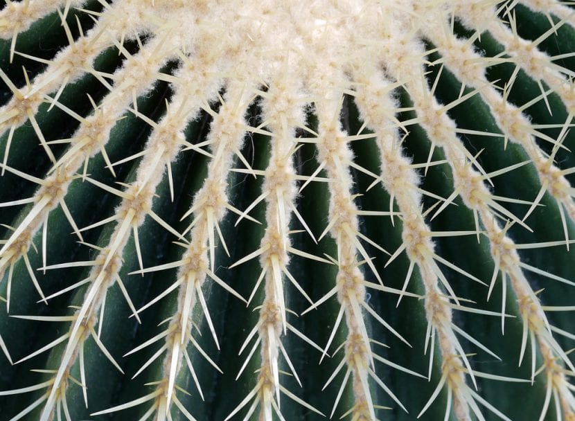 Echinocactus grusonii con sus espinas rígidas amarillas