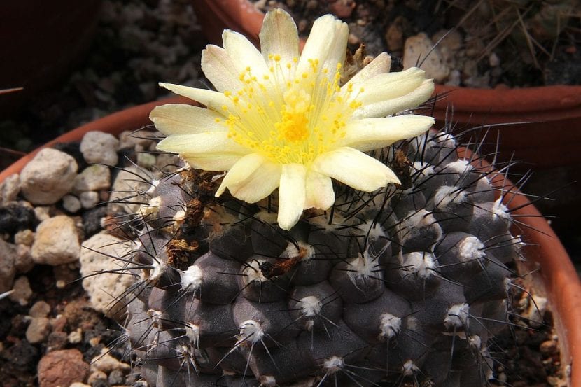 Copiapoa hypogaea con flor amarilla en el ápice