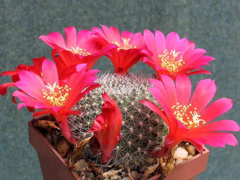 Cuándo florecen los cactus y cómo lograr que lo hagan