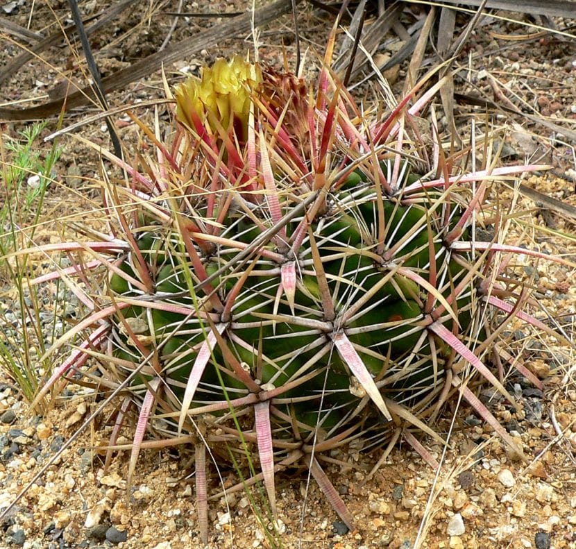 Ejemplar de Ferocactus con espinación gruesa