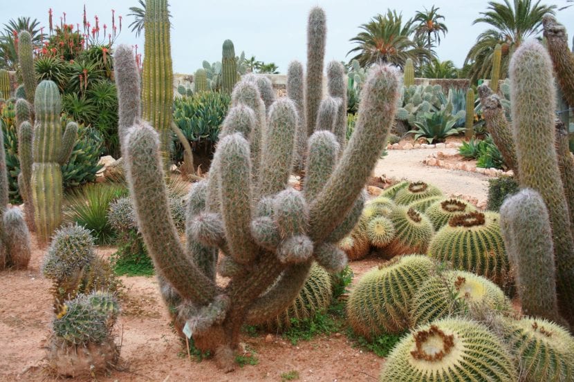 Conjunto de cactus de distintos géneros en cultivo
