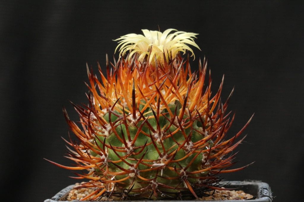 Tipos de cactus que existen y cuidados de cada grupo