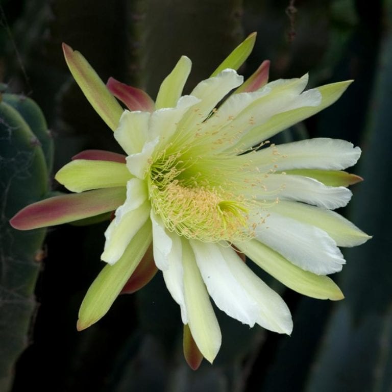 Cactus ordenador, forma monstruosa de Cereus, con costillas irregulares