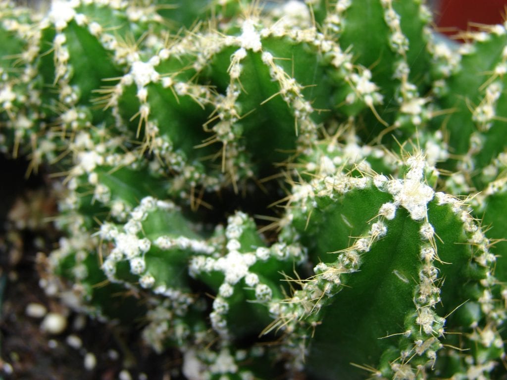 Cactus ordenador: cuidados, riego y luz del Cereus monstruoso