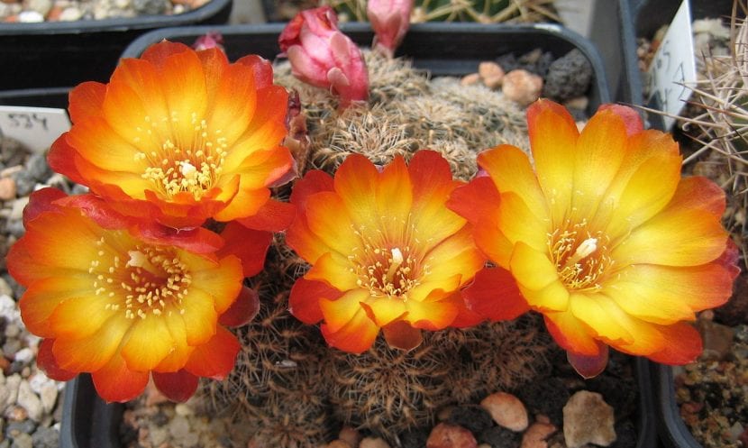 Sulcorebutia krugerae, un cactus globoso pequeño con espinas peinadas contra el tallo