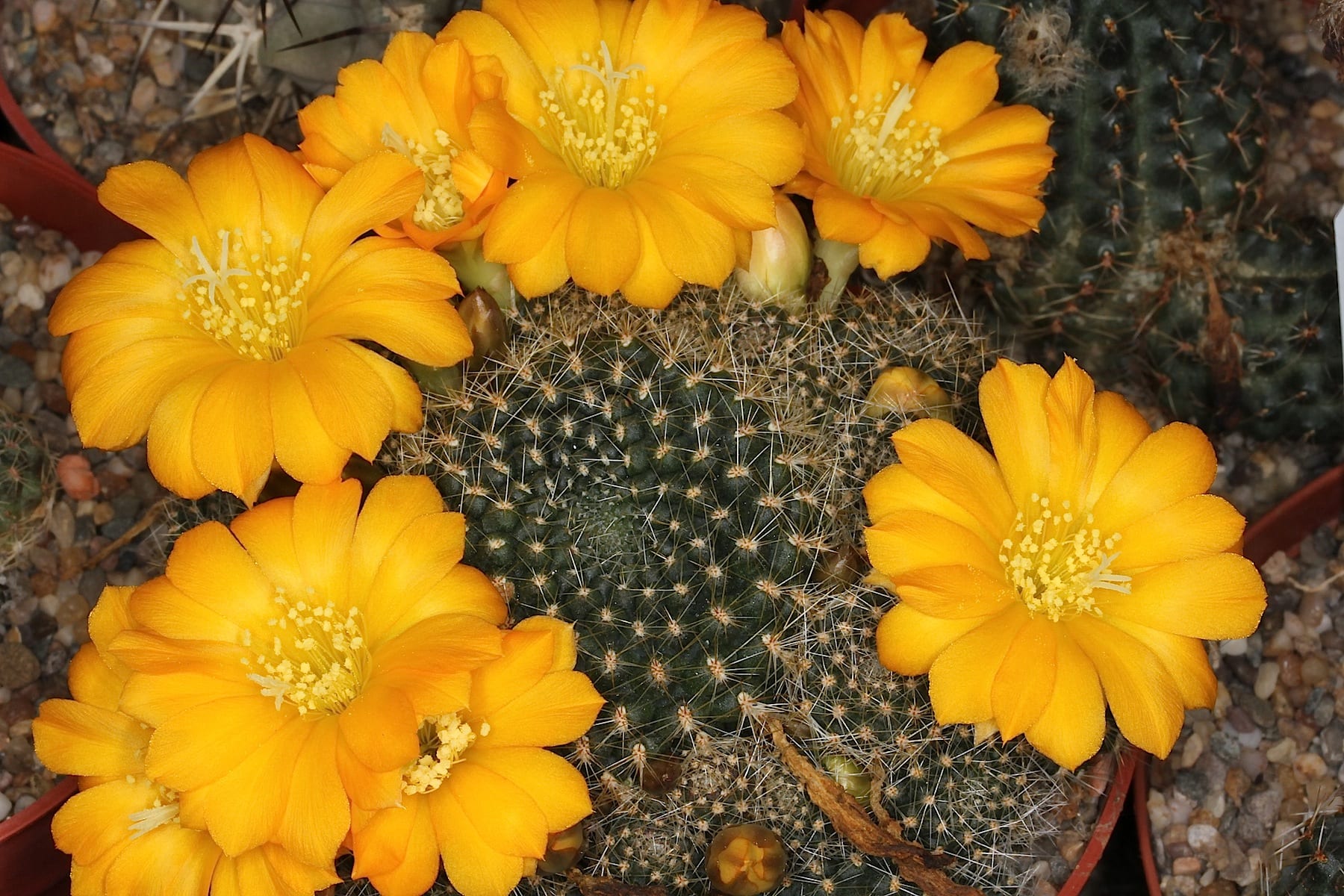 Rebutia: cuidados, riego y floración del cactus andino
