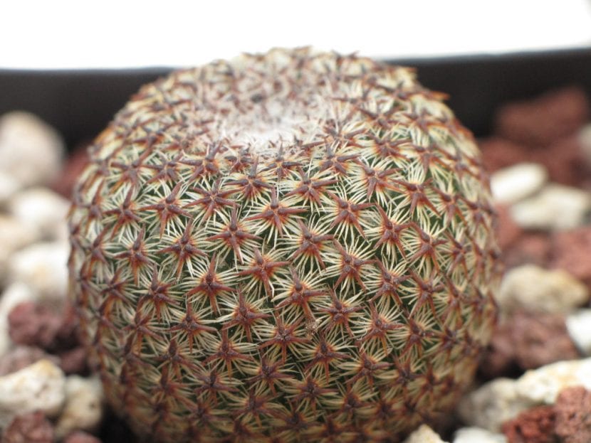 Ejemplar de Mammillaria crucigera con sus espinas blancas dispuestas en areolas