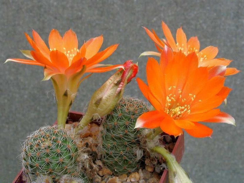 Rebutia friedrichiana, un cactus globoso pequeño de floración temprana