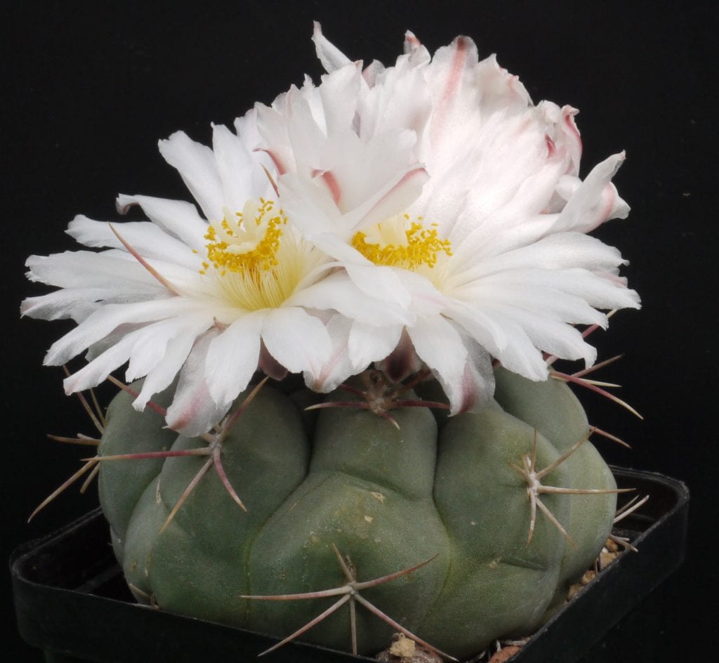 Cuidados de los cactus: luz, sustrato, riego y frío