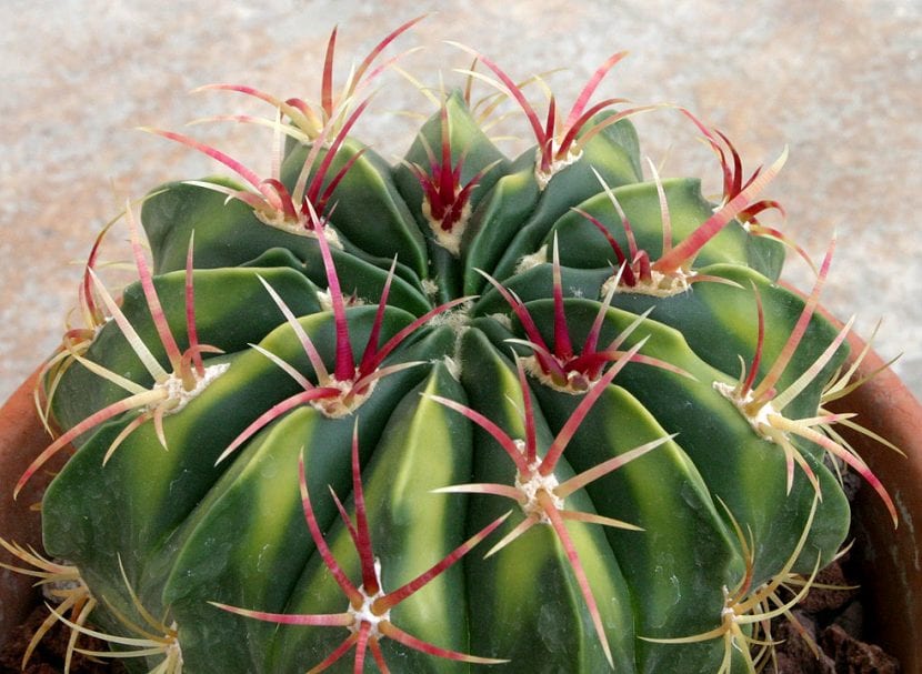 Ejemplar de Ferocactus macrodiscus con sus costillas marcadas y espinas centrales aplanadas